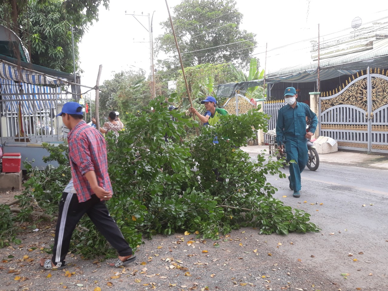 chặt cây mé nhánh năm 2024